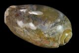 Polished, Chalcedony Replaced Gastropod Fossil - India #133541-1
